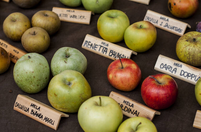 mele_vari-tipi_biodiversità