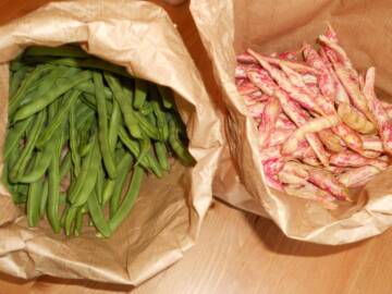 Azienda agricola Verde Lattuga