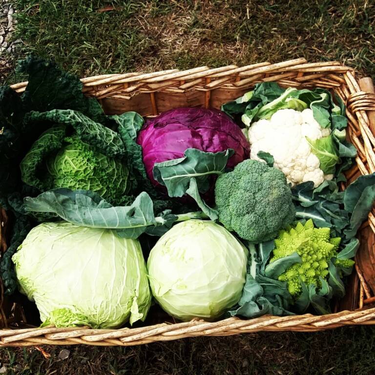 cavolfiori, cavoli e verze in cesta
