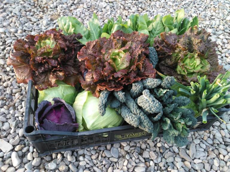 Frutta e verdura di stagione di marzo - az. Mamma che Verdura