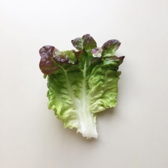 foglia fresca di insalata