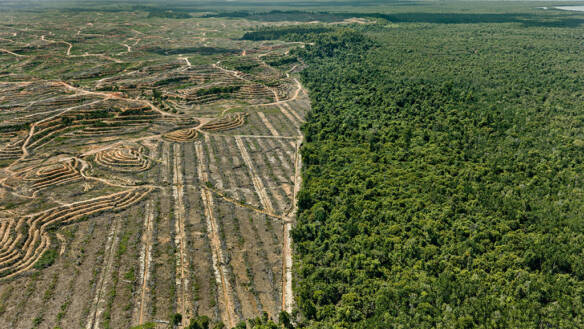 piantagioni-palma-da-olio-antropocene